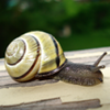 snails-journey