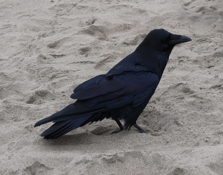 IMG_0392-crow.jpg