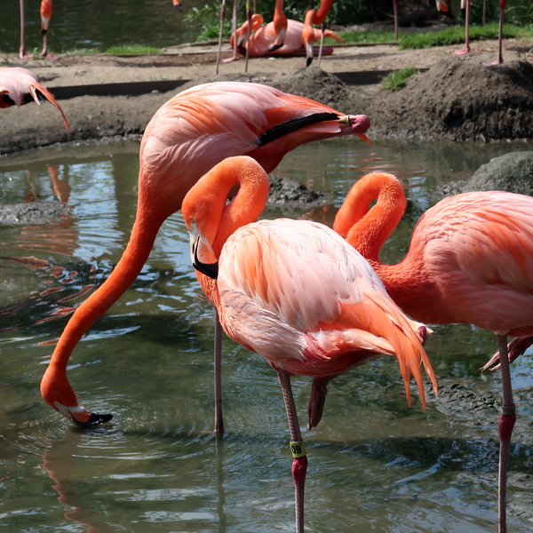 IMG_3601-flamingo.jpg
