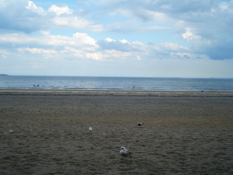 bird-revere-beach.jpg