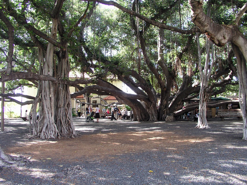 banyan-tree.jpg
