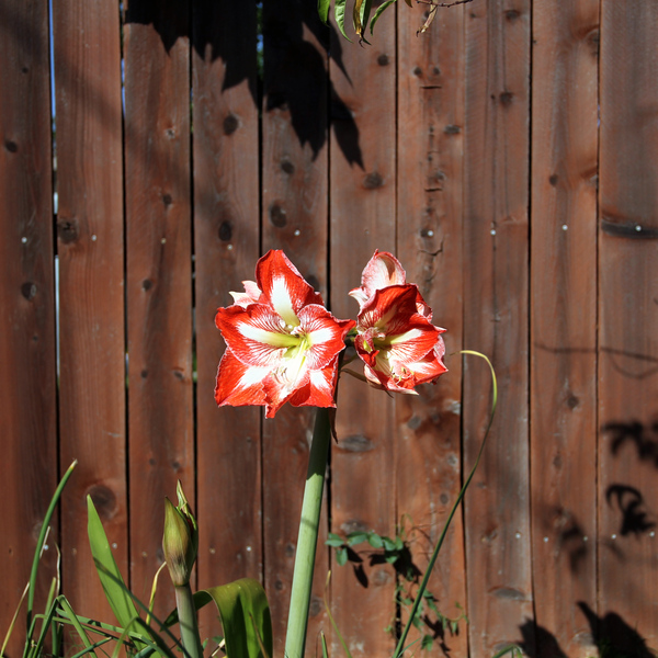 A51G8211-Hippeastrum-reginae-Mexican-Lily.jpg