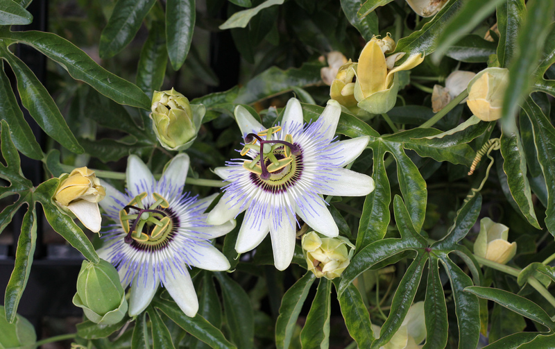 A51G8940-Blue-passionflower-Passiflora-caerulea.jpg