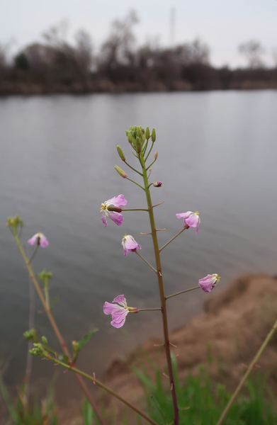 IMG_4045-wild-radish.jpg