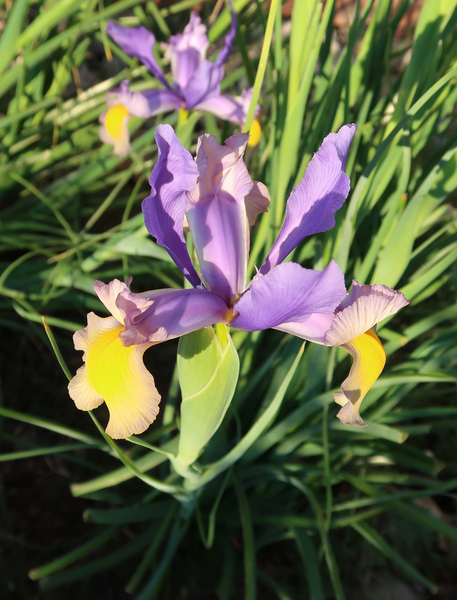 IMG_4093-iris.jpg