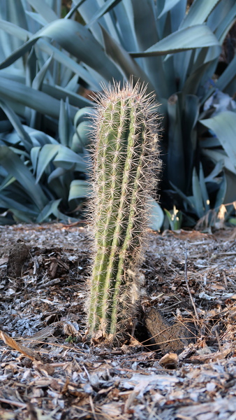 IMG_4467-cactus.jpg