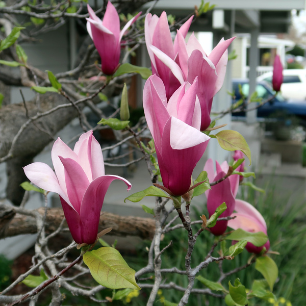 IMG_8160-Magnolia-liliiflora-Lily-Magnolia.jpg