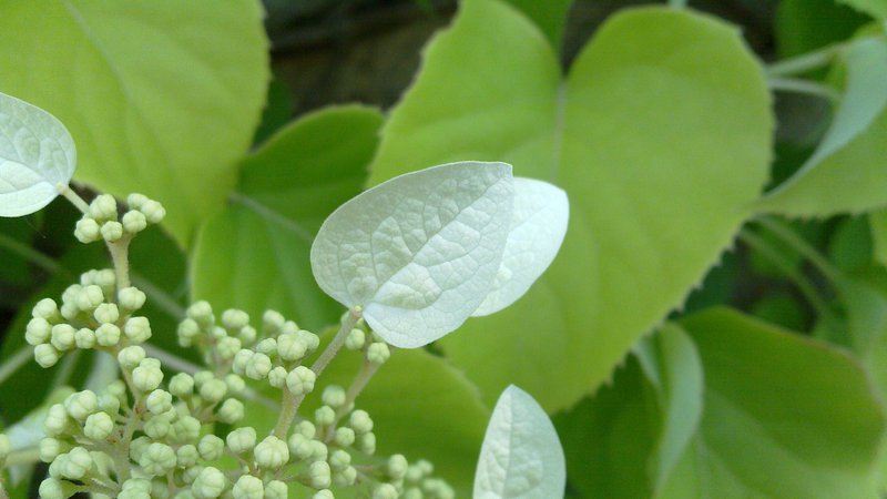 leaves-and-buds.jpg