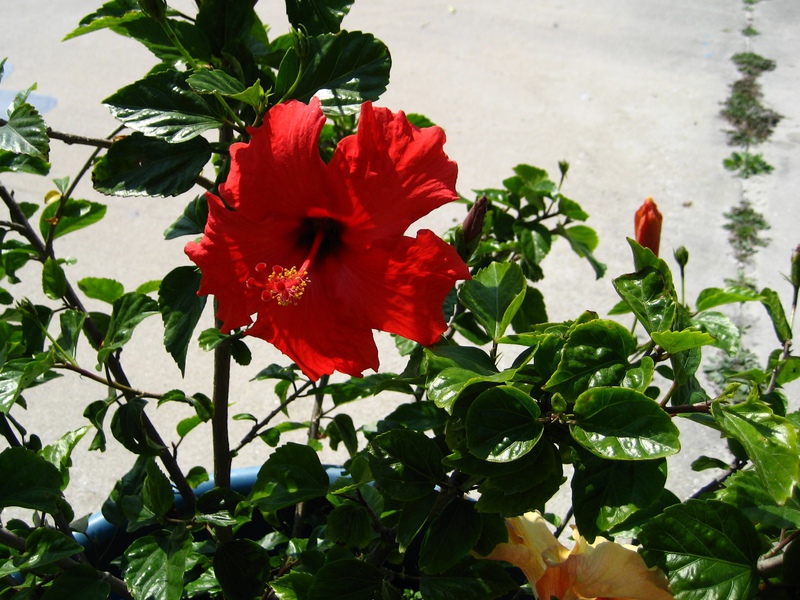 red-flower.jpg