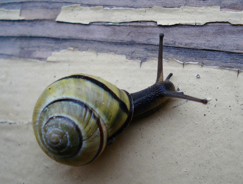 snail-2.jpg