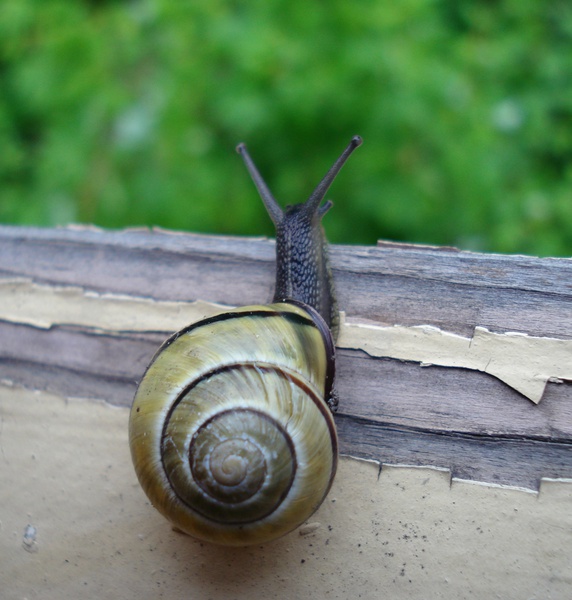 snail-3.jpg