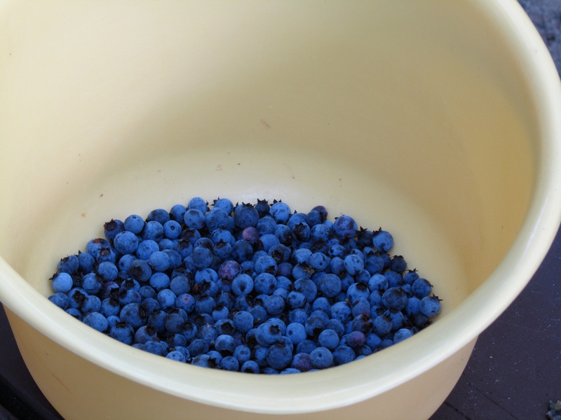 IMG_0488-blueberries.jpg