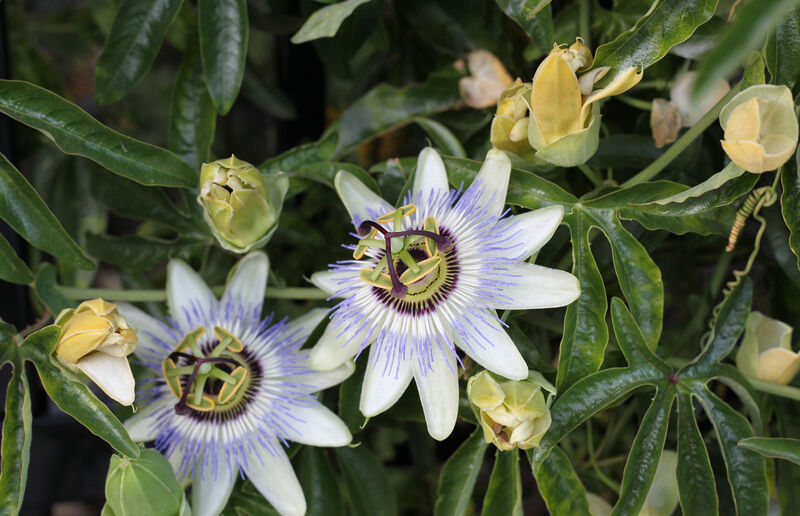 A51G8944-Passiflora-caerulea.jpg