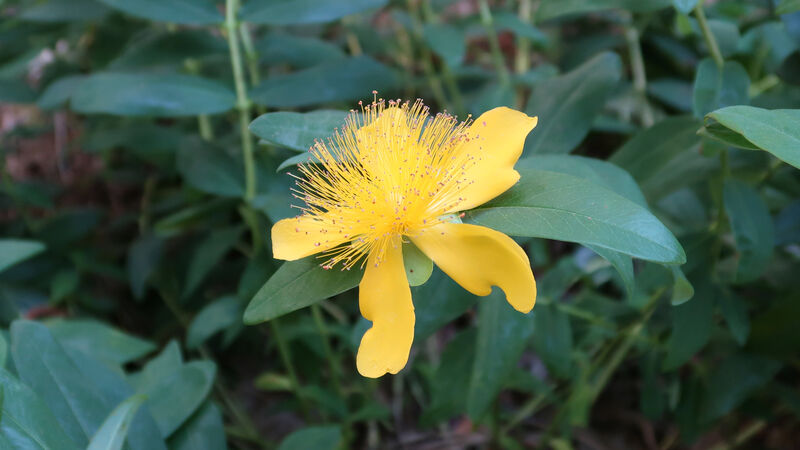 IMG_4669-Hypericum-calycinum.jpg