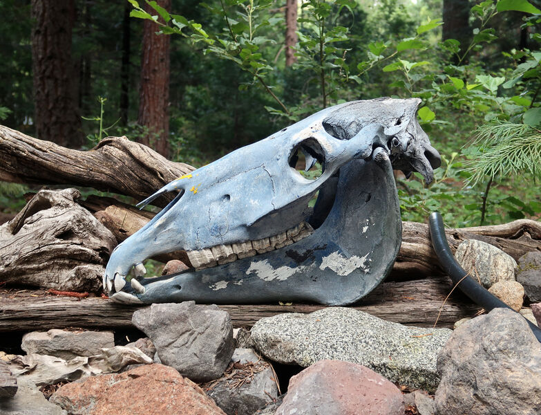 IMG_4726-skull.jpg